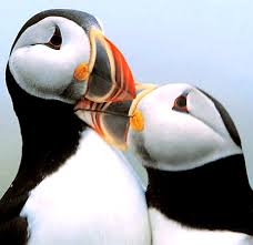 Puffins