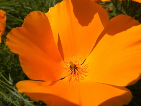 Macro Image of a California Poppy