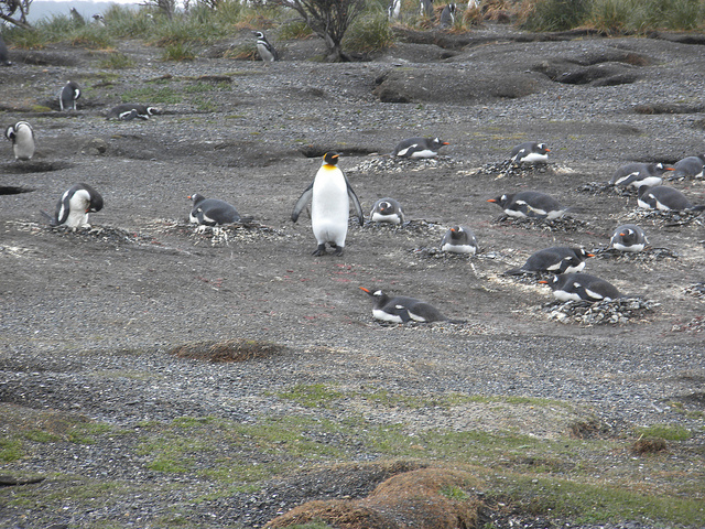 Lost King Penguin in Argentina
