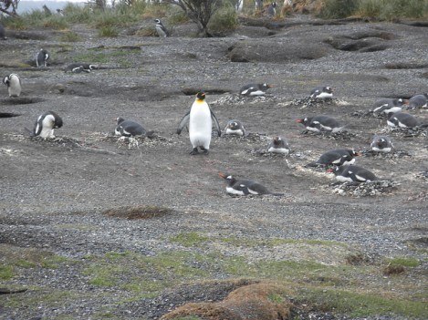 Lost King Penguin in Argentina