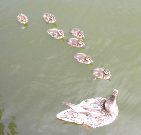Mother Duck with Seven Ducklings
