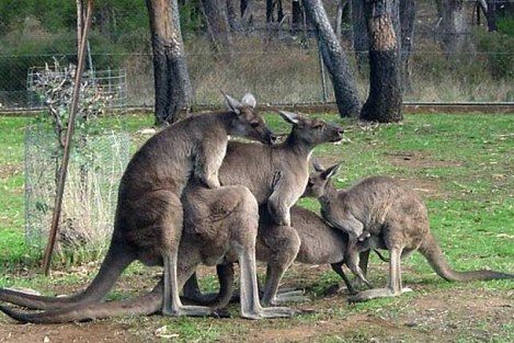 News Coverage Multiplies Like ... Well ... Kangaroos