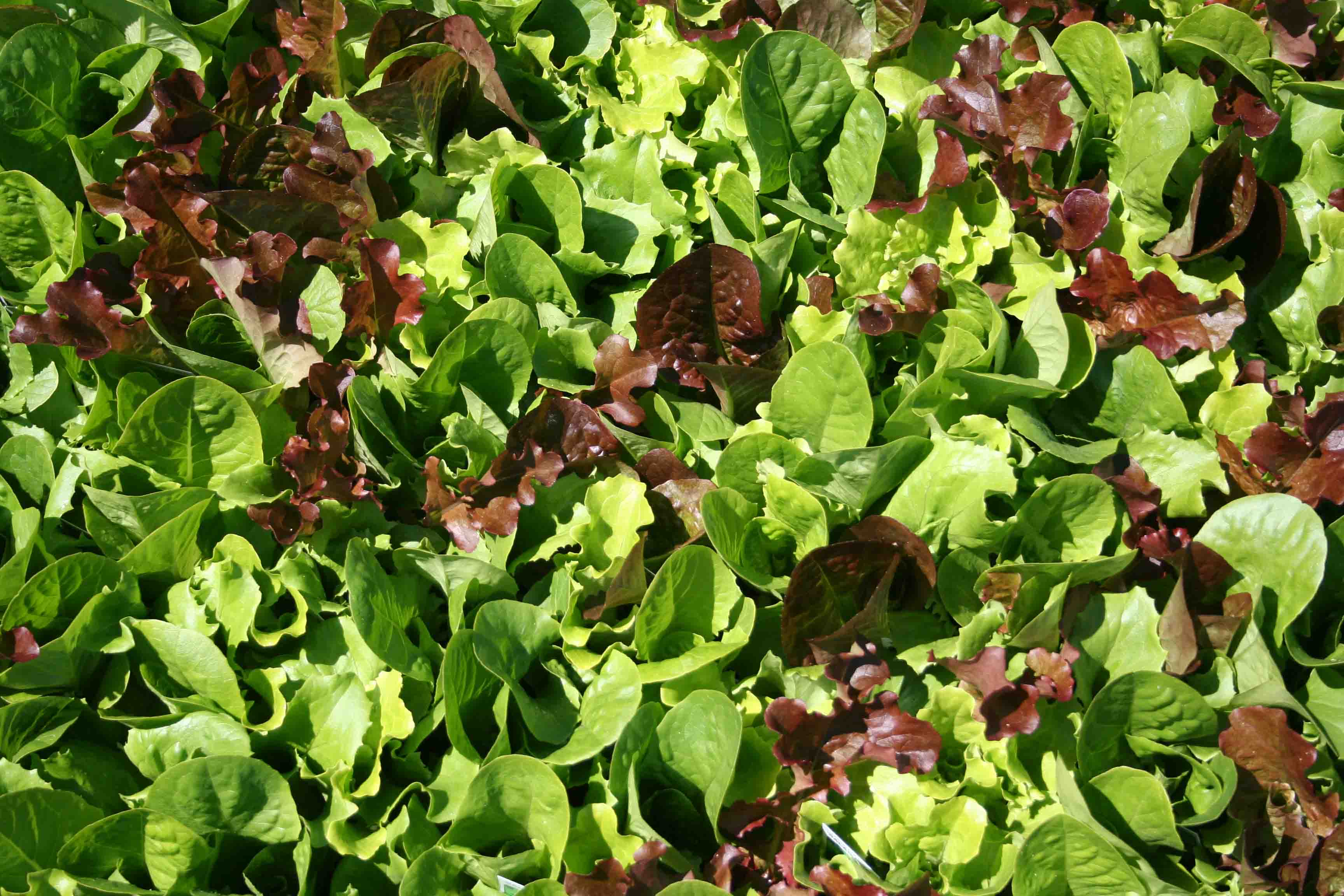 Thanks, But No Thanks!