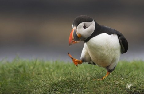 Hey, I Can’t Kick!