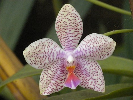 Flower from the Tropical Greenhouse at the L.A. Arboretum
