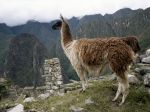 Llama
