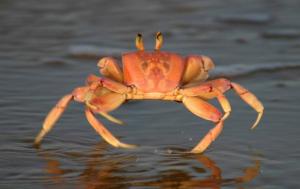 PICcrab