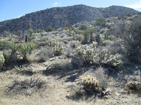Lush Hillside in the Immediate Vicinity of the Kumeyaay Village Site
