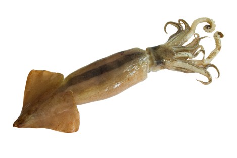 Not the Loveliest of Sea Cretaures