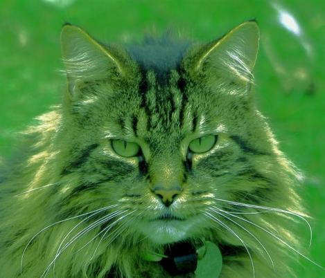 What Do They Do With All Those Consonants?