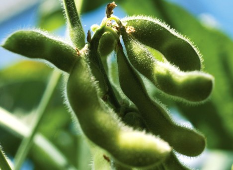 Soybeans
