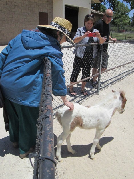 Martine Petting Foal