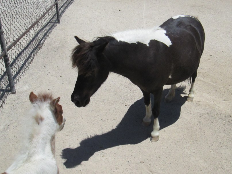 Miniature Mare and Her Foal