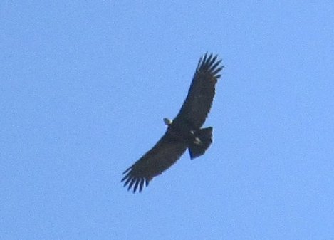 Condor at Cruz del Condor