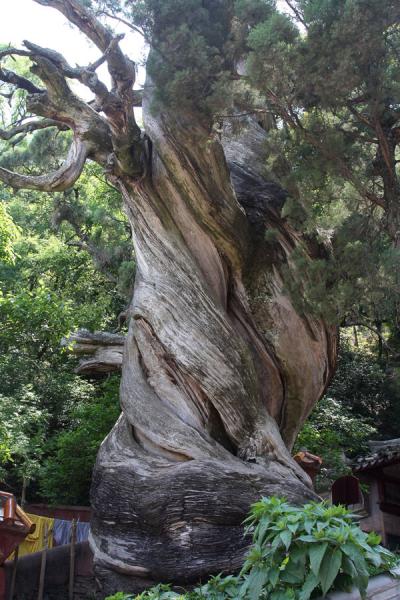 Ancient Chinese Cypress