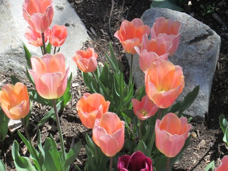 That’s Dutch for “Tulip Mania”