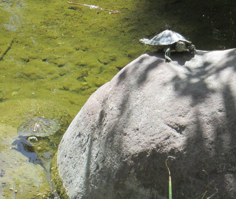 Turtles at Mulberry Pond