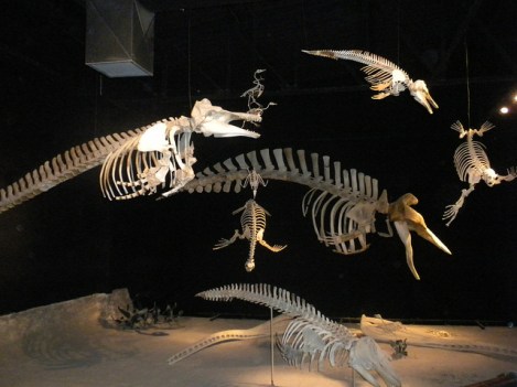 Exhibit at Trelew’s Museo Paleontológico Egidio Feruglio
