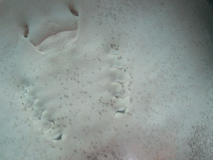 The “Face” on the Underside of a Manta Ray