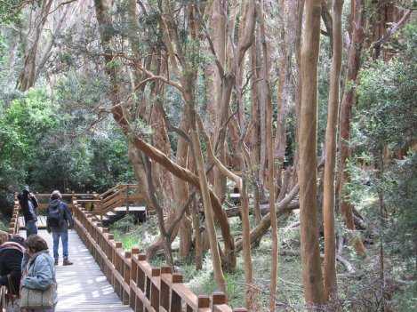 A Forest of Chilean Myrtles at Los Arrayanes National Park
