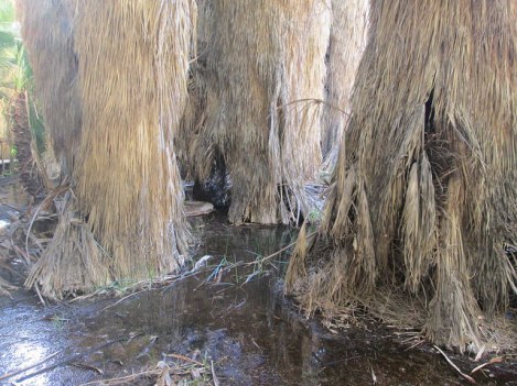 Natural Spring in the Oasis