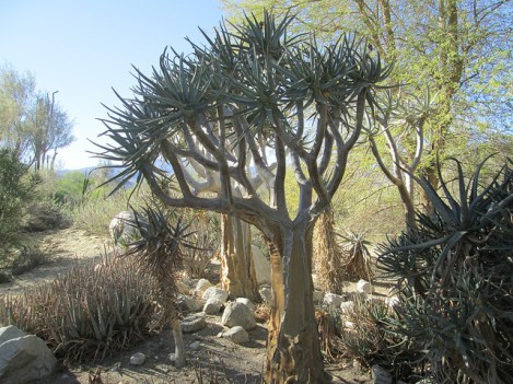 At the Thousand Palms Oasis