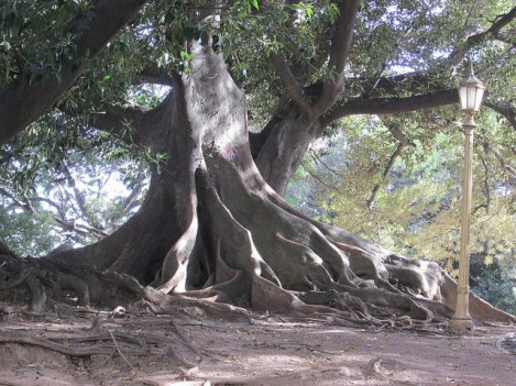 Ombú Tree in Recoleta, Buenos Aires