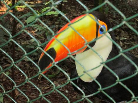 Toucan at Güiráoga