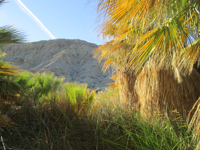 By the Thousand Palms Oasis