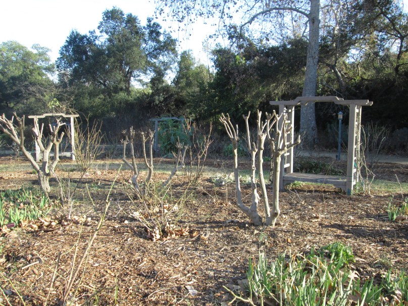 Descanso’s Rose Garden on New Years Weekend