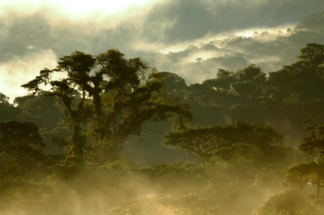 The Cloud Forest Around Bellavista