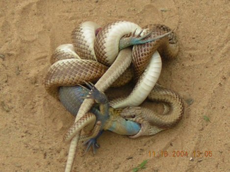 Many Countries Are Too Small or Obscure for More Than One Great Writer