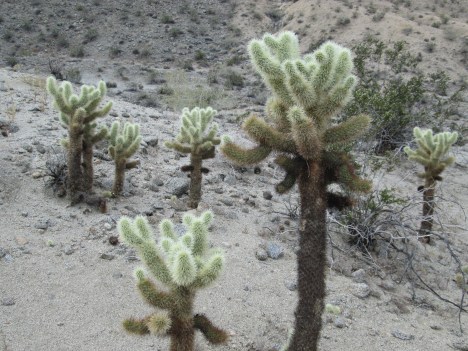 “Teddy Bear” Cholla Cactus