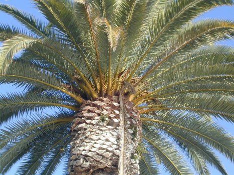 They Look Enticing ... But Not Just to Humans