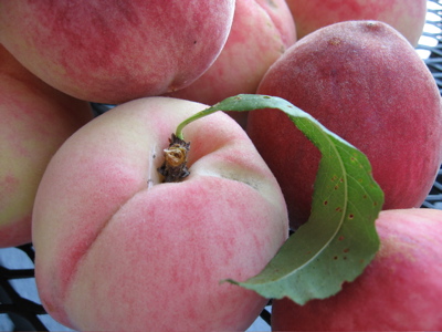 White Peaches