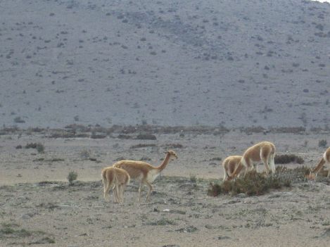 A Herd of Wild Vicuñas