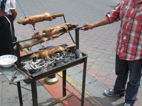 Cooking Cuy, or Guinea Pigs