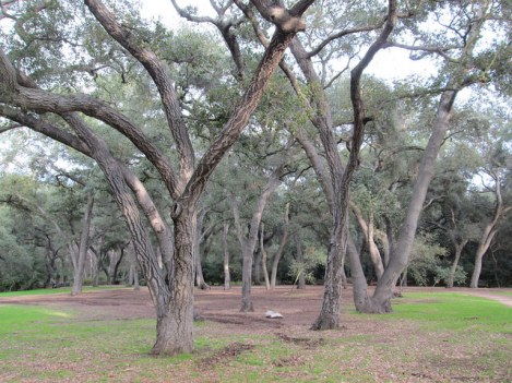 Some of the Oak Forest at Descanso