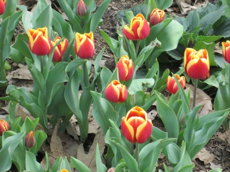 Tulips at Descanso Gardens